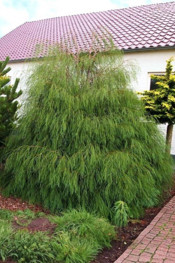 Кипарисовик Лавсона Дропінг Соло | Chamaecyparis lawsoniana Drooping Solo | Кипарисовик Лавсона Дропинг Соло